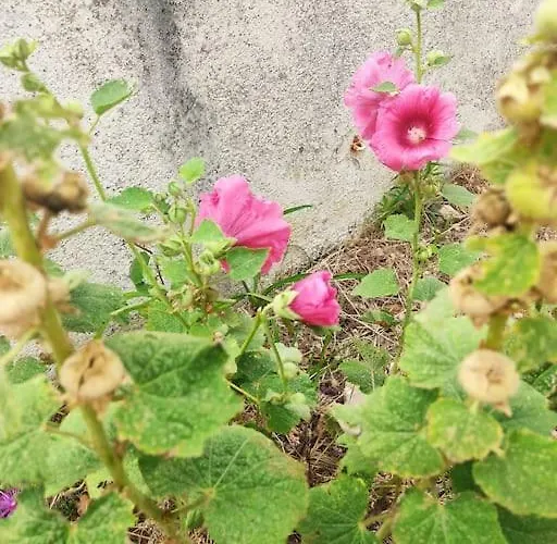 Appt Bord De /rez De Jardin アパート ノートル・ダム・ド・モン