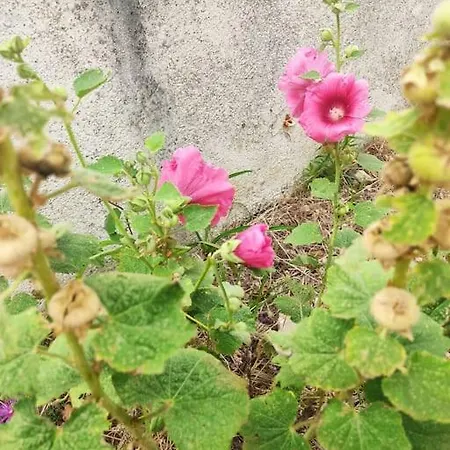 Appt Bord De /rez De Jardin Daire Notre-Dame-de-Monts